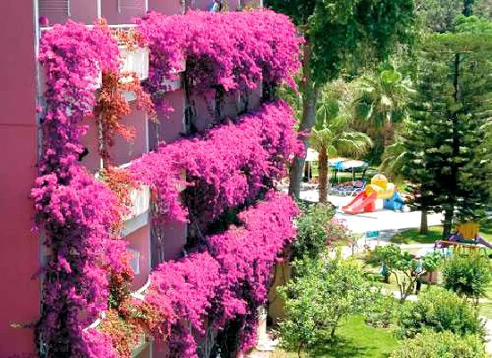 Venus Hotel Side 2